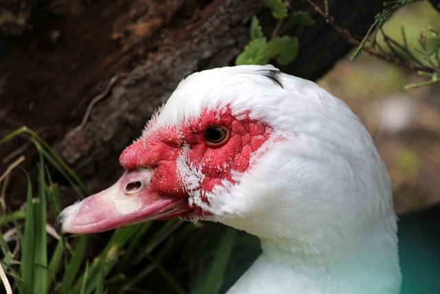 自己的执教 自己的执教